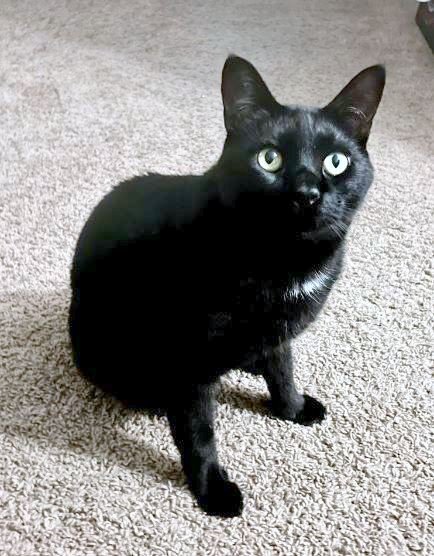 adoptable Cat in Montgomery, TX named Mr. Kitty