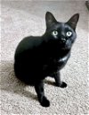 adoptable Cat in montgomery, TX named Mr. Kitty