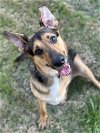 adoptable Dog in montgomery, TX named Tripp