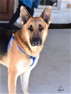 adoptable Dog in montgomery, TX named Zeus
