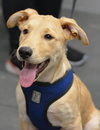 Tucker - Photo 9