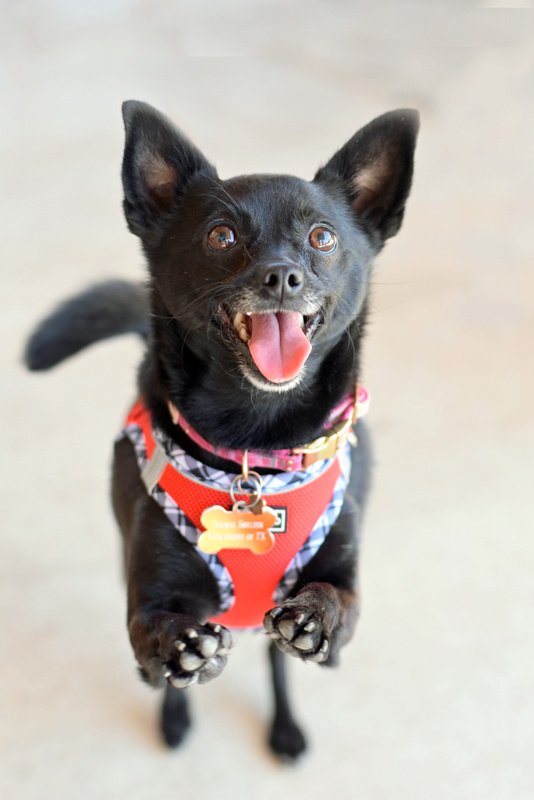 adoptable Dog in Montgomery, TX named Kiki