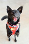 adoptable Dog in montgomery, TX named Kiki
