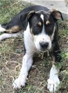 adoptable Dog in montgomery, TX named Ruby