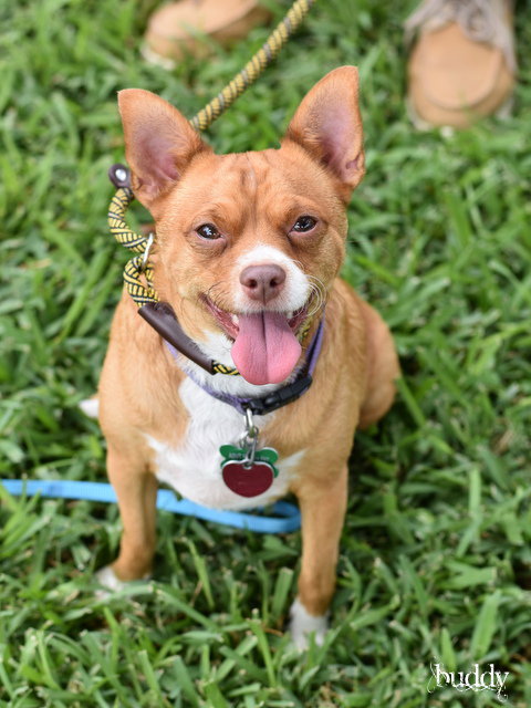 Photo 6 of Buddy