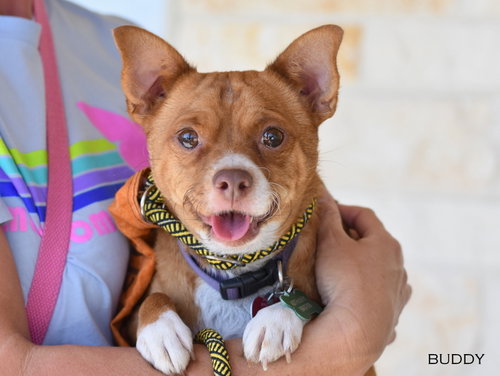 picture of the dog needing adoption