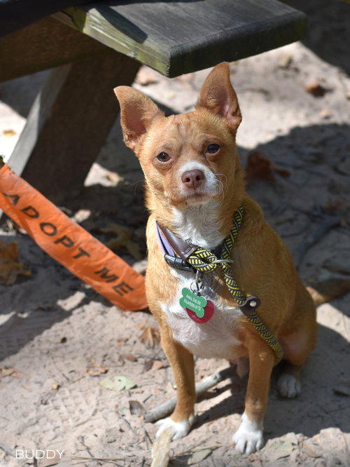 Photo 3 of Buddy