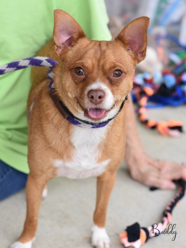 adoptable Dog in Montgomery, TX named Buddy
