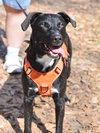 Abby - Photo 5