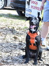 Abby - Photo 7