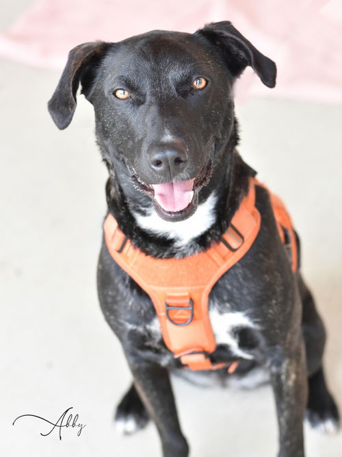 picture of the dog needing adoption