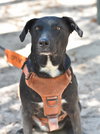 Abby - Photo 6