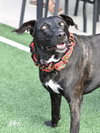 Abby - Photo 1