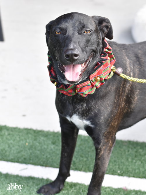 ABBY - Labrador Retriever / Terrier available for adoption