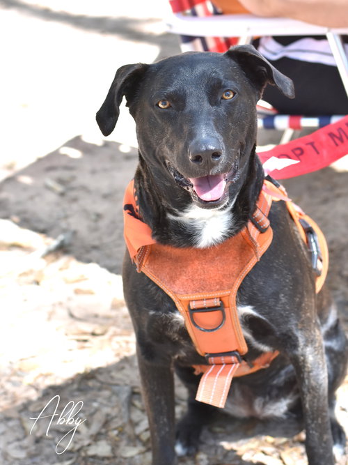 picture of the dog needing adoption