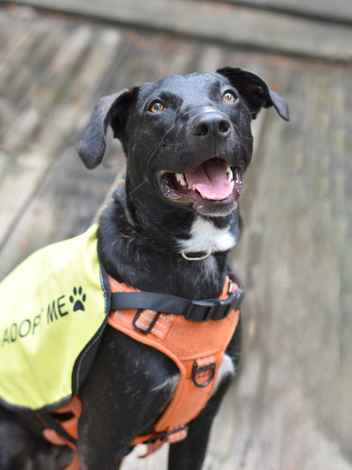 Abby, an adoptable Labrador Retriever in Montgomery, TX