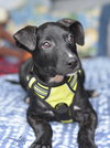 Abby - Photo 22