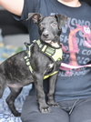 Abby - Photo 23