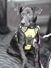 Abby - Photo 25