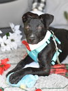 Abby - Photo 20