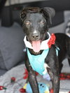 Abby - Photo 21