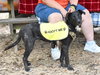 Abby - Photo 17