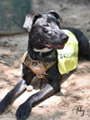 Abby - Photo 15