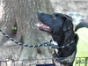 Abby - Photo 11
