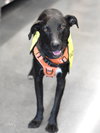 Abby - Photo 14