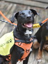 Abby - Photo 10