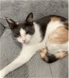 adoptable Cat in montgomery, TX named Lady