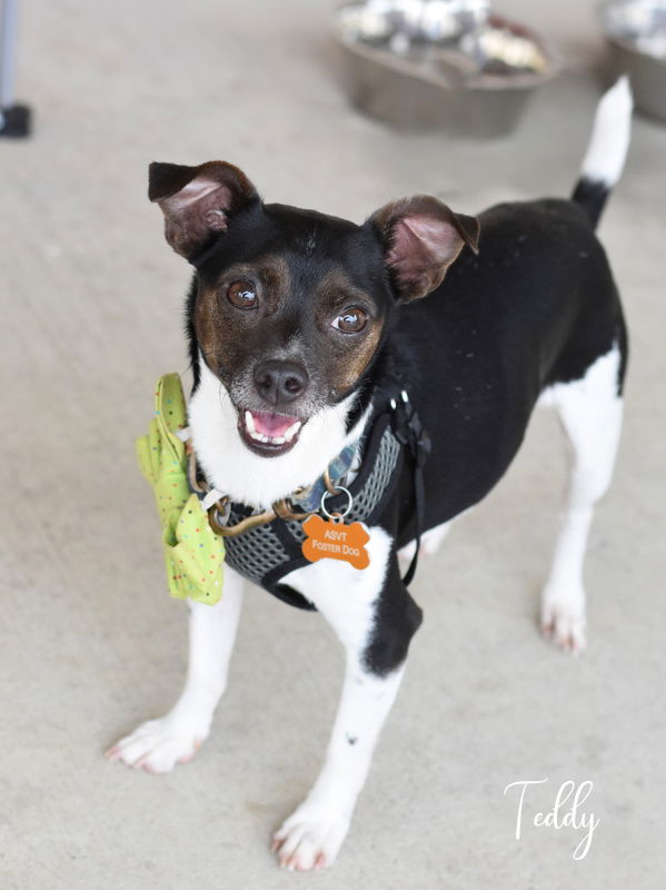 adoptable Dog in Montgomery, TX named Teddy