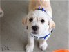adoptable Dog in montgomery, TX named Peeta