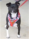 adoptable Dog in montgomery, TX named Arla