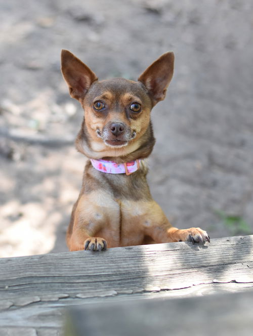 picture of the dog needing adoption