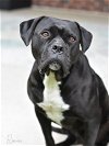adoptable Dog in montgomery, TX named Raven