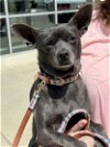 adoptable Dog in montgomery, TX named McKenna