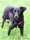 adoptable Dog in montgomery, TX named Queenie
