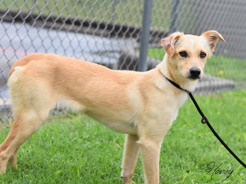 adoptable Dog in Montgomery, TX named Honey