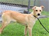 adoptable Dog in montgomery, TX named Honey