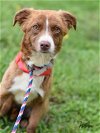 adoptable Dog in montgomery, TX named Willow