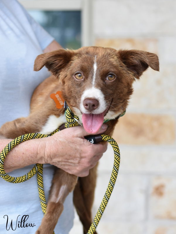 adoptable Dog in Montgomery, TX named Willow