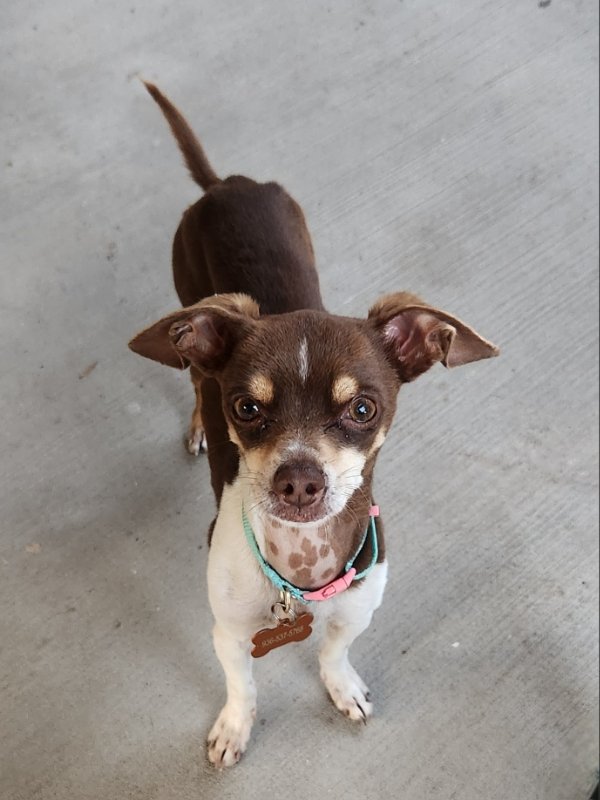 adoptable Dog in Montgomery, TX named Ryder