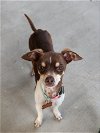 adoptable Dog in montgomery, TX named Ryder