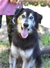 adoptable Dog in montgomery, TX named Ying Yang