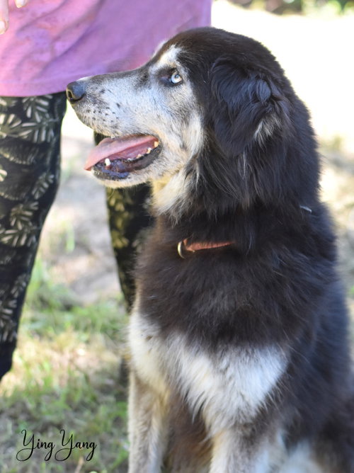 YING YANG - Husky available for adoption