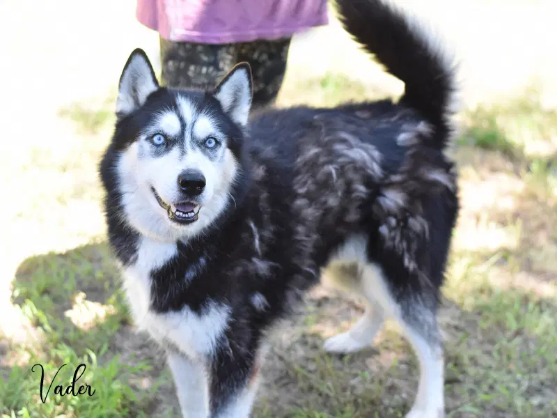 Vader - Husky