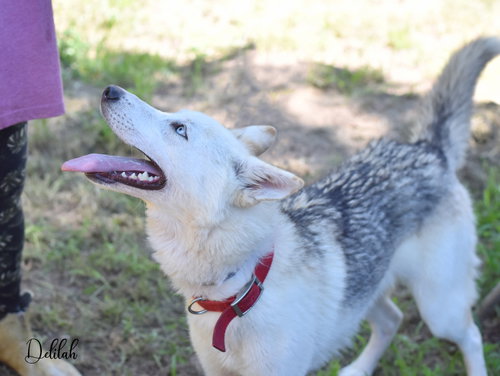 DELILAH - Husky available for adoption