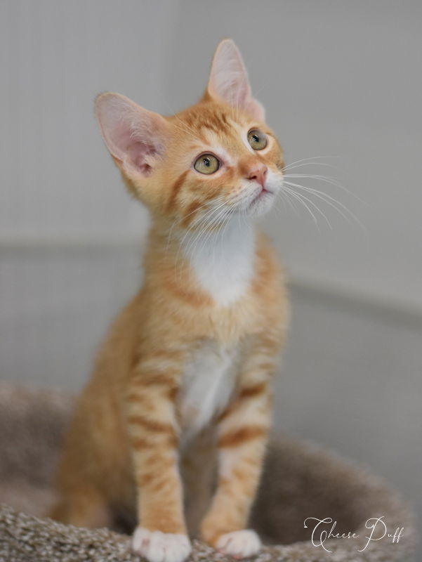 adoptable Cat in Montgomery, TX named CheesePuff