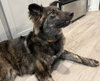 Ursa - Photo 11
